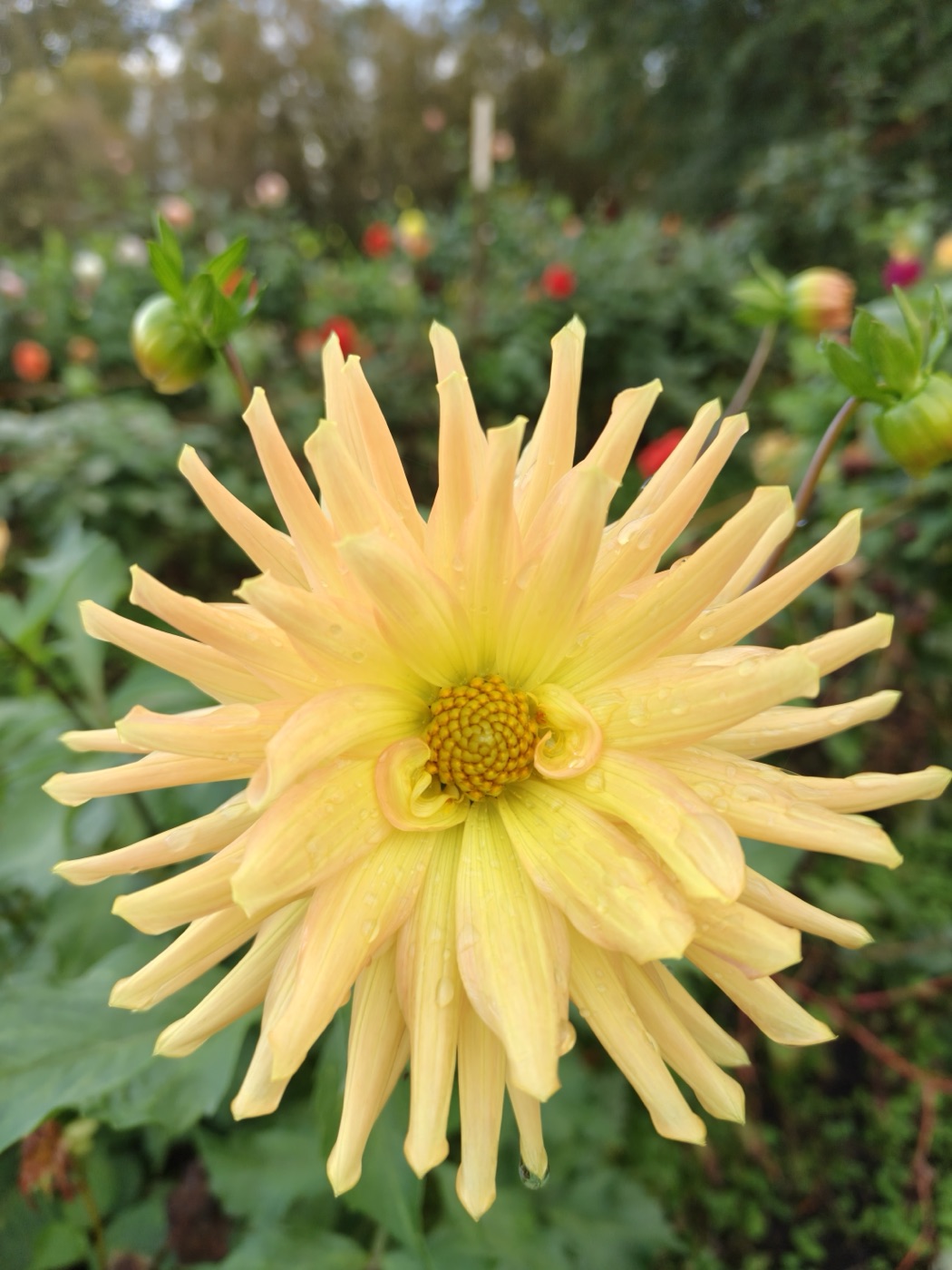Close-up of a yellow dahlia with tightly packed seeds forming spiral rows